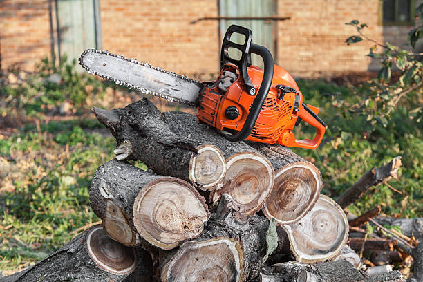 The Steps Involved in Our Tree Care Process in Lanse, MI